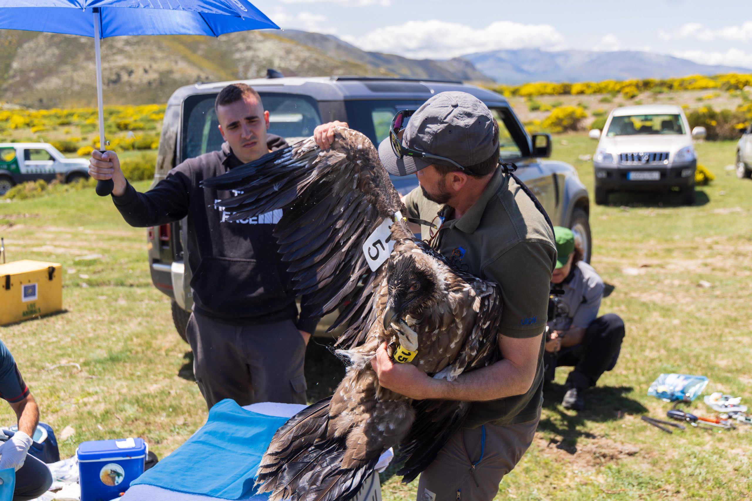 Bearded Vulture conservation actions